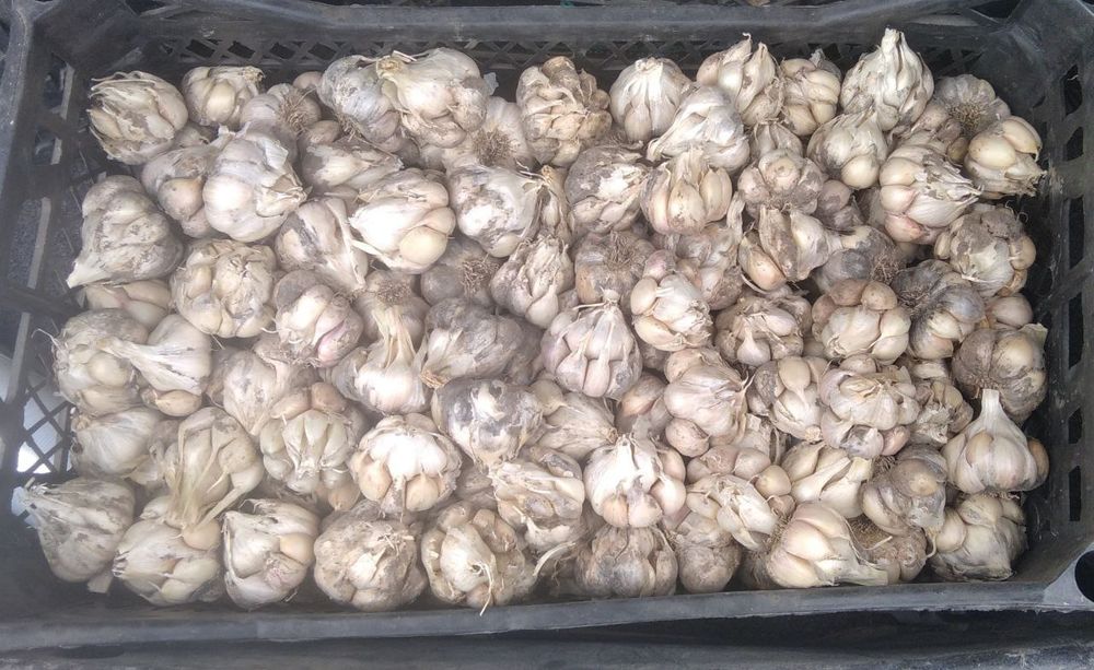 Насінєвий  безстрілковий часник (сорт Месідор)