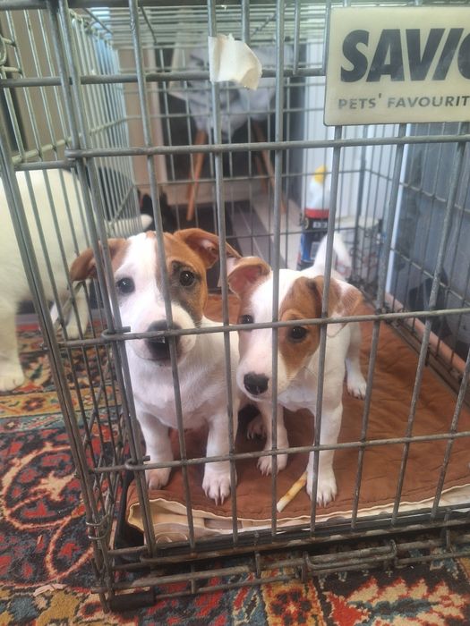 Два прекрасних цуценята Джек Рассела)))з 2ма вакцинами