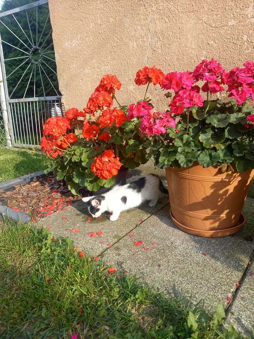 Piękna 4-miesięczna kotka do adopcji