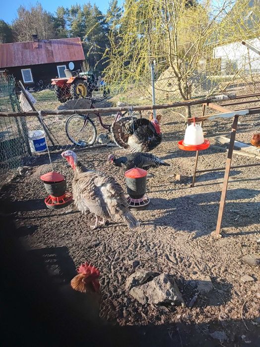 Sprzedam gęsi indyki