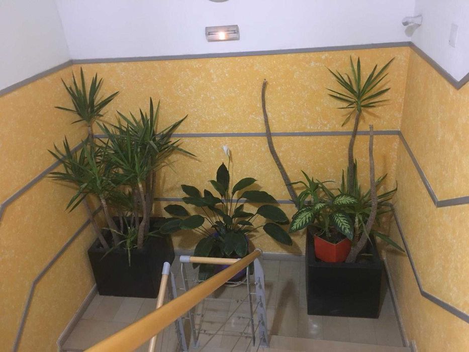 Yuccas grandes em vaso grande