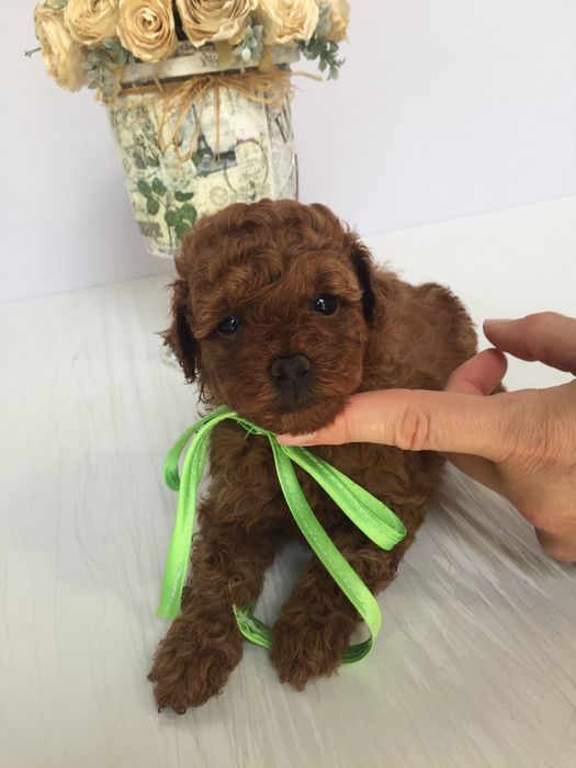 VIP Той-Пуделі  чарівні крихітки чекають на вас