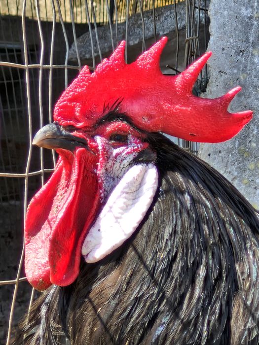 Galinhas cara de palhaço