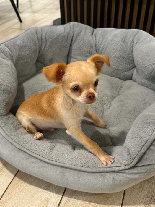 Piesek Chihuahua  długowłosy