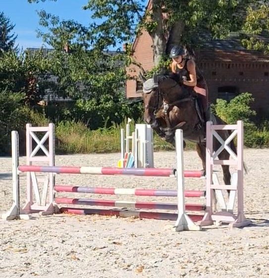 Koń pełny brat Colinero