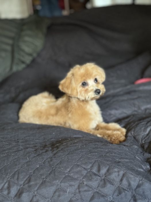 Карамельная мини девочка мальтипу мини иикро тикам тедди полтава