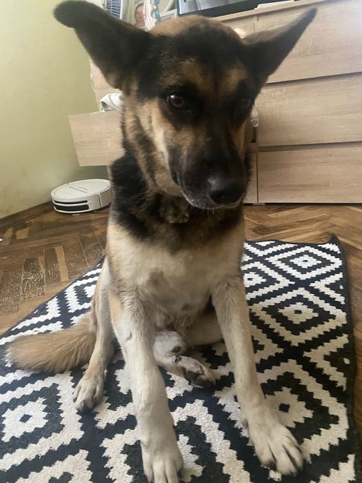 Собака хлопчик у добрі руки