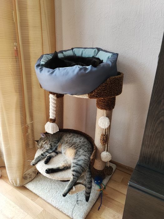 Домашняя передержка котиков 250 грн/сутки Смотрите тик ток saharova777