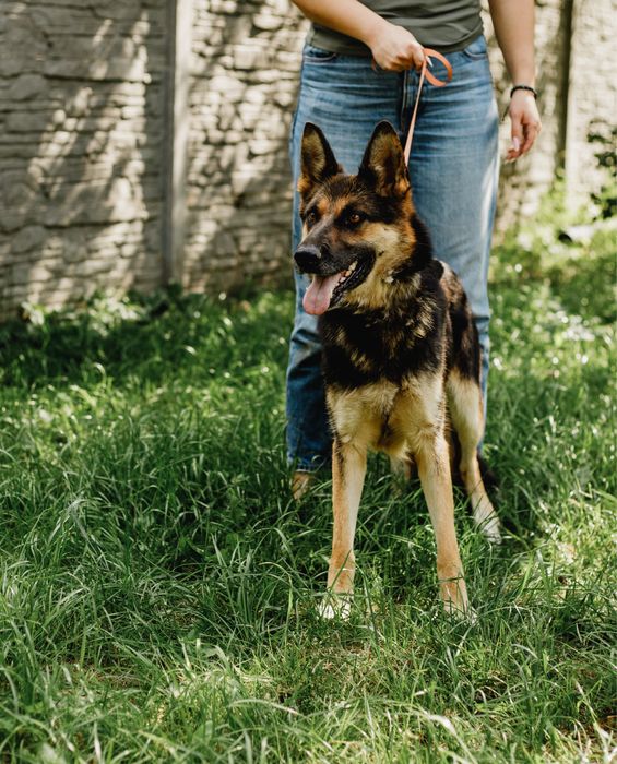 Вічарка Лея шукає дім