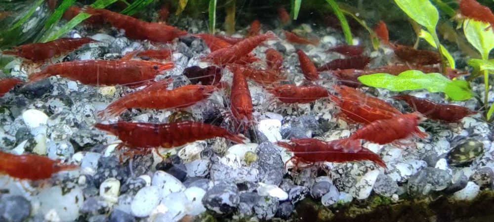 Продам Креветки вишня/чері (Neocaridina, Red Cherry Shrimp) САМОВИВІЗ