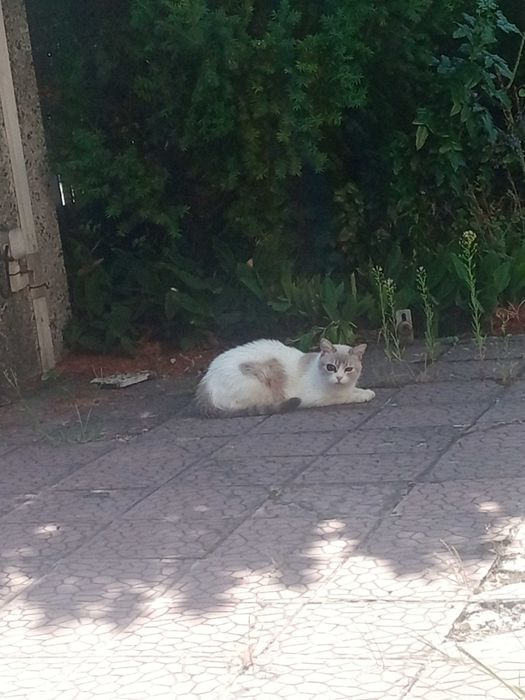 Znaleziono kota u sąsiadki ale uciekł