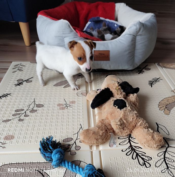 Piesek  Jack Russell Terrier gładkowłosy