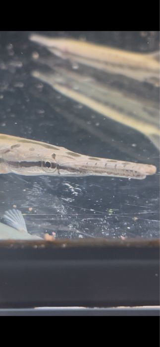GAR Florida 14/15cm