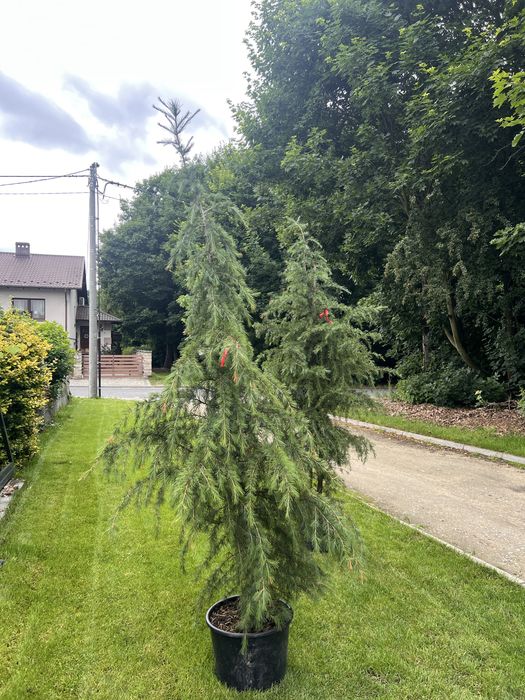 Cedr himalajski - cedrus deodora C20 150-175cm