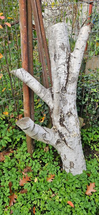 Atrakcja dla kota, różne gatunki, pień – drapak i zabawka dla kota