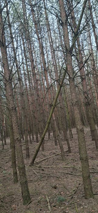 Sprzedam drzewo sosnowe opałowe