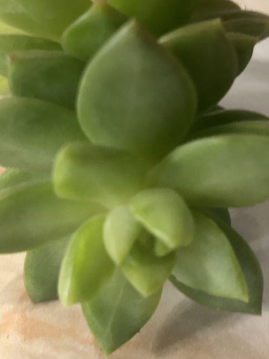 Сукуленти седум