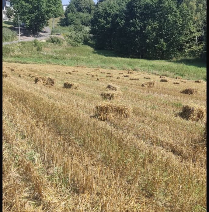 Słoma owsiana kostki