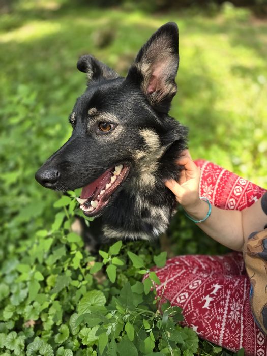 Песик в добрі ручки!