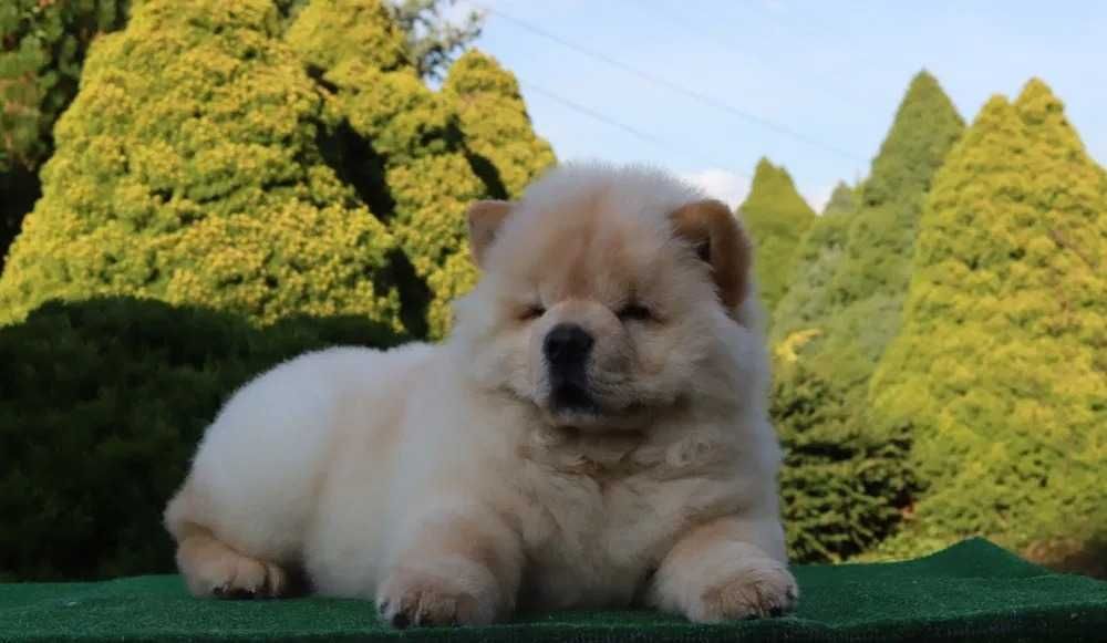 Chow Chow Creme Top