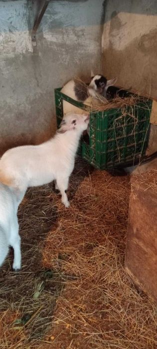 Casal de cabrinhas anãs