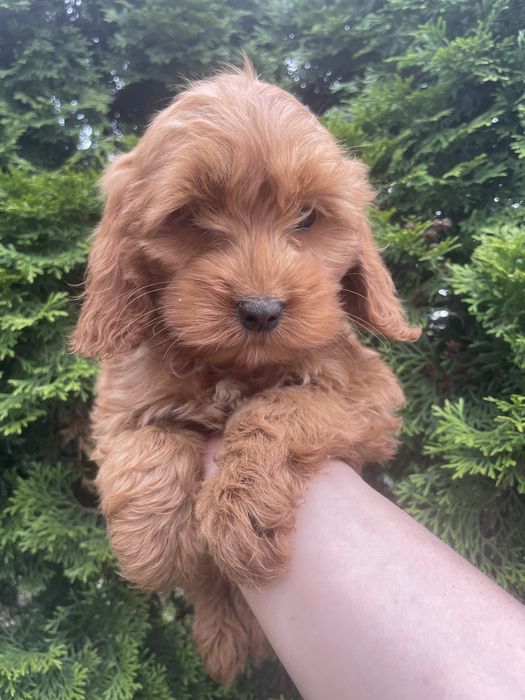 Cockapoo.  suczka