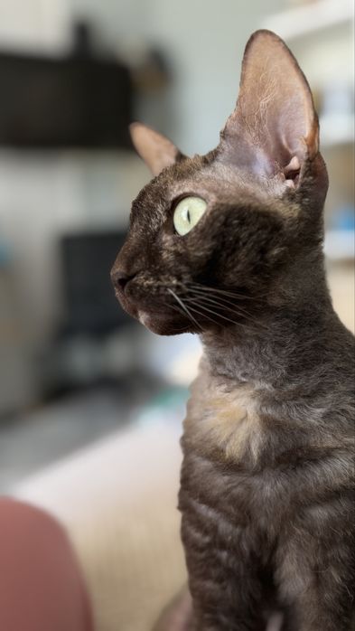 Девонрекс дівчинка шукає хлопця для вязки