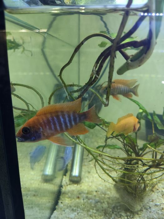 Aulonocara Eureka red