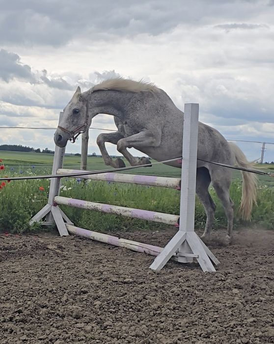 Klacz małopolska 2010 rocznik