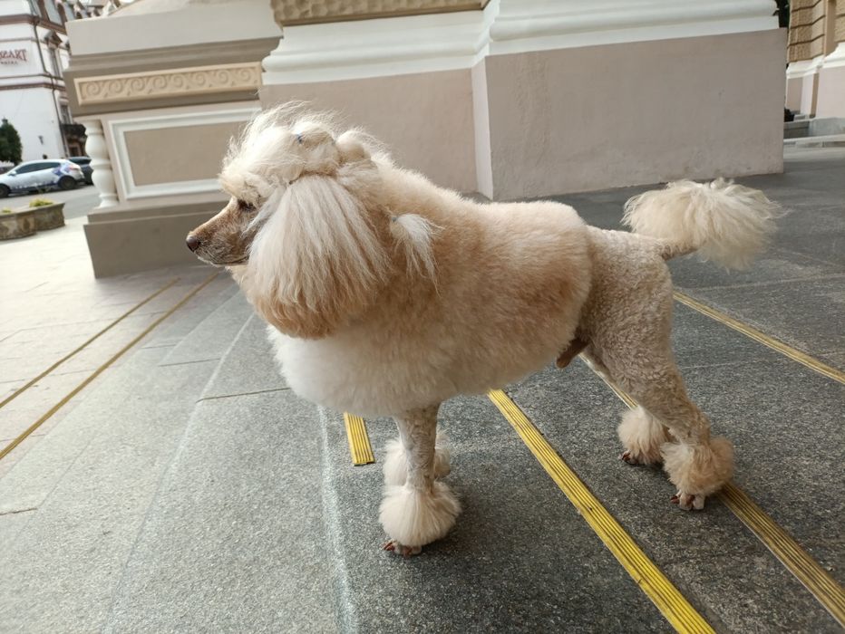 Вязка Малый пудель      Michelangelo   за Алиментного щенка договорная