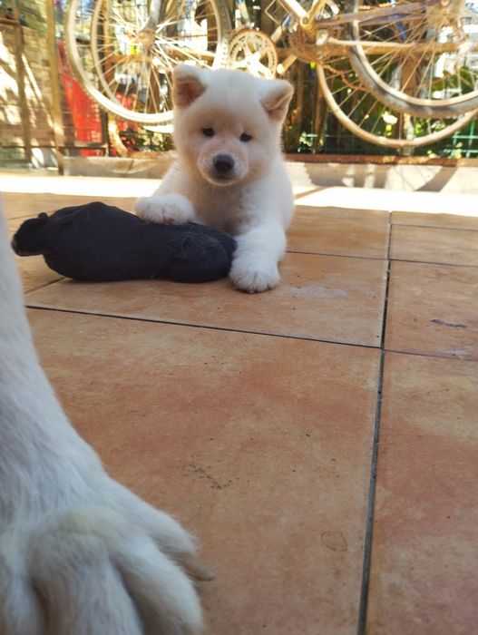 Akita inu japonês c/ lop