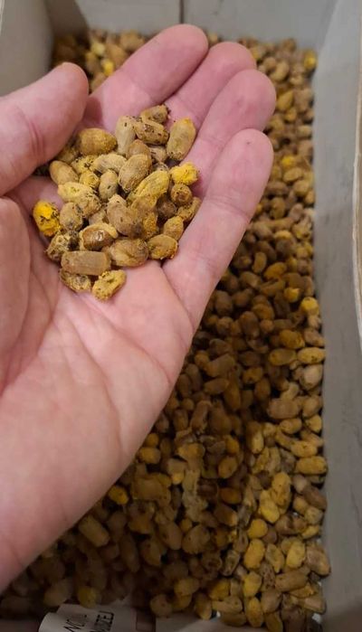 Kokony Murarka Rogata - pszczoły