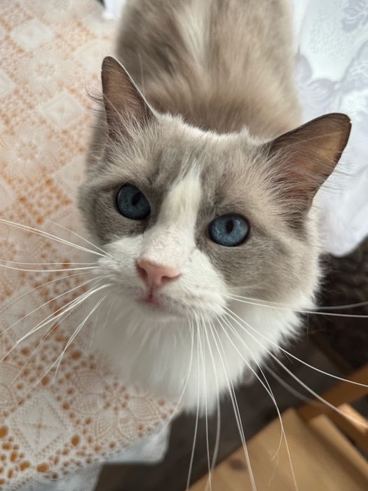 Kotka Ragdoll pohodowlana adopcja płatna