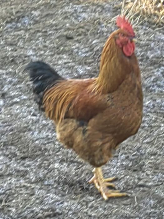 Koguty sprzedam Duży wybór