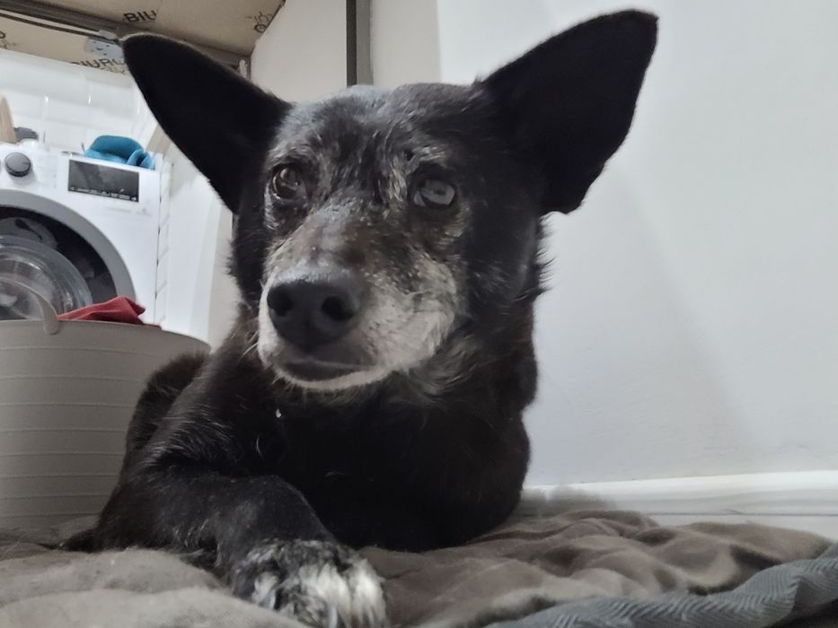 Krysia psiak ideał szuka domu