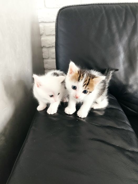Грайливі кошенятка