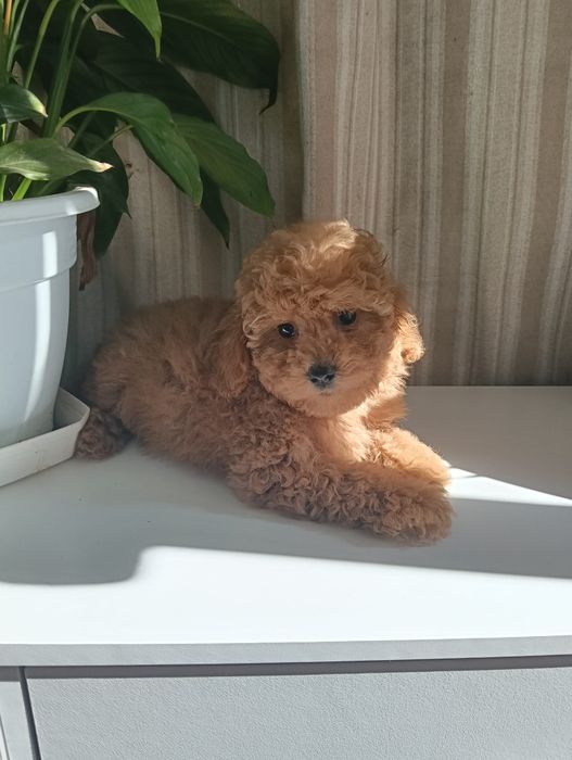 Caniche toy macho