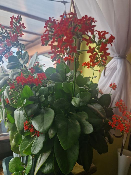 Kalanchoe kwiat kwiatek