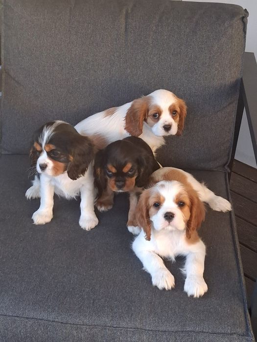 Cavalier King Charles Spaniel  - dziewczynki