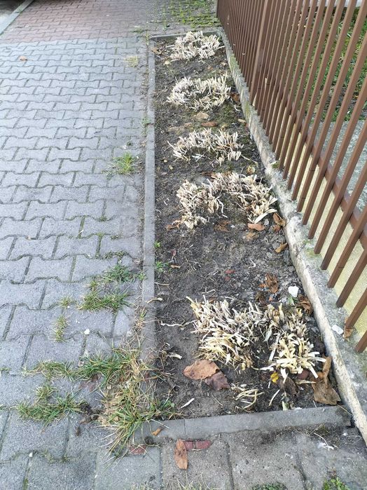 funkia (hosta) - kwiaty wieloletnie do ogrodu