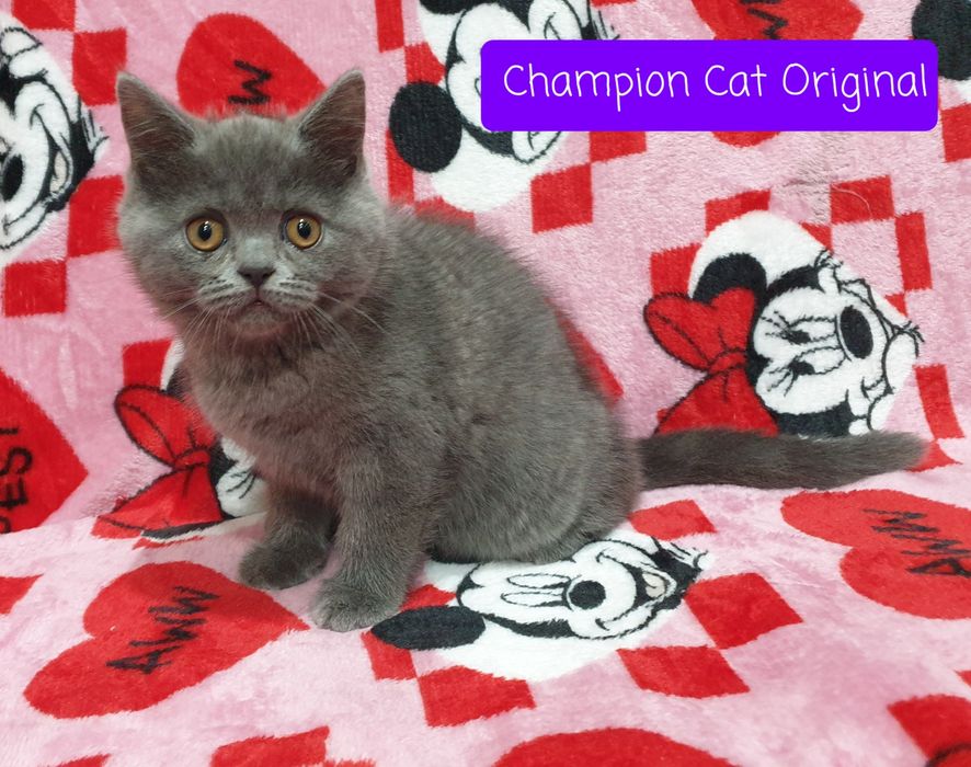 Kot,Kotka szkocka prostoucha scottish straight