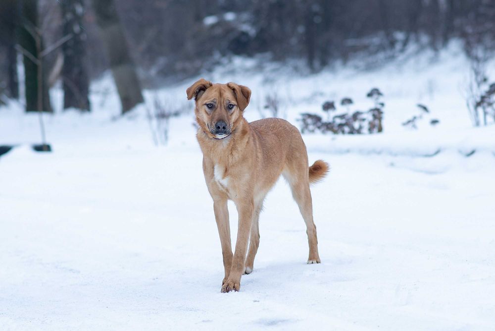 Віддам в добрі руки розумну молоду собаку Едіс.