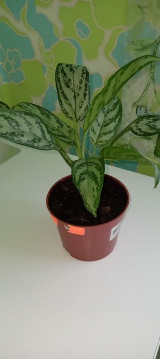 Квіти ,для вашого дому і офісу