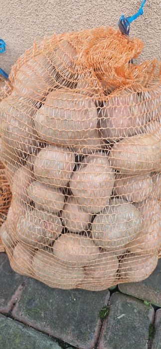 Ziemniaki bellarosa redsonia