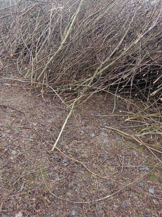 Oddam za darmo na opał