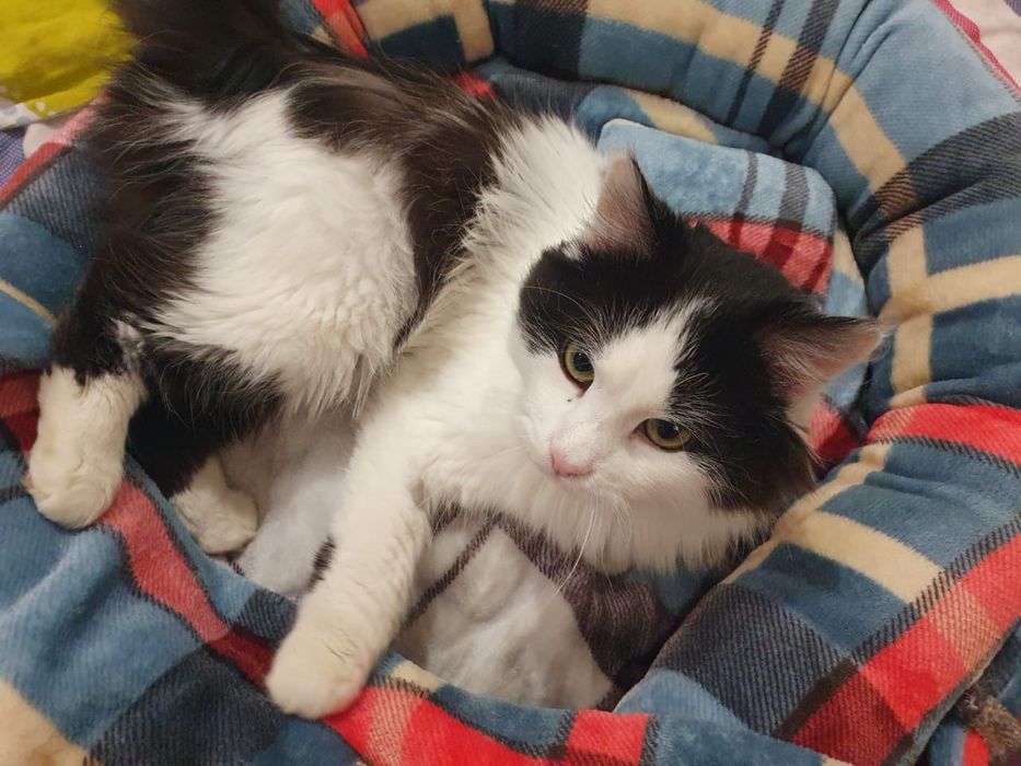 Молодий котик Міккі до 1 року віком, врятували від морозу( вилікували