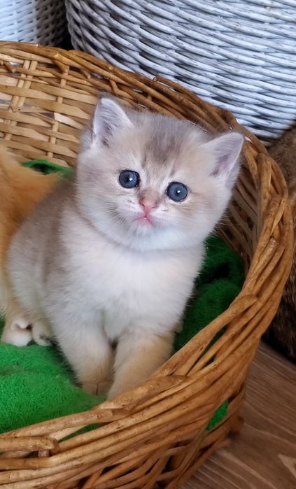 Ласковые и ручные малышики,  котята золотая шиншилла.