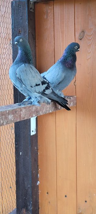 Berlińskie Krótkodziobowe