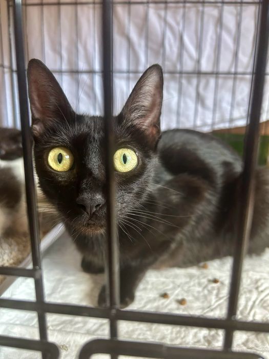Gatinha jovem para adoção responsável!