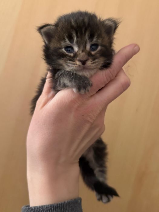 Maine Coon do rezerwacji